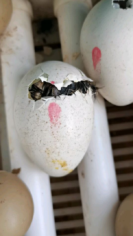 小鸡仔的出壳瞬间