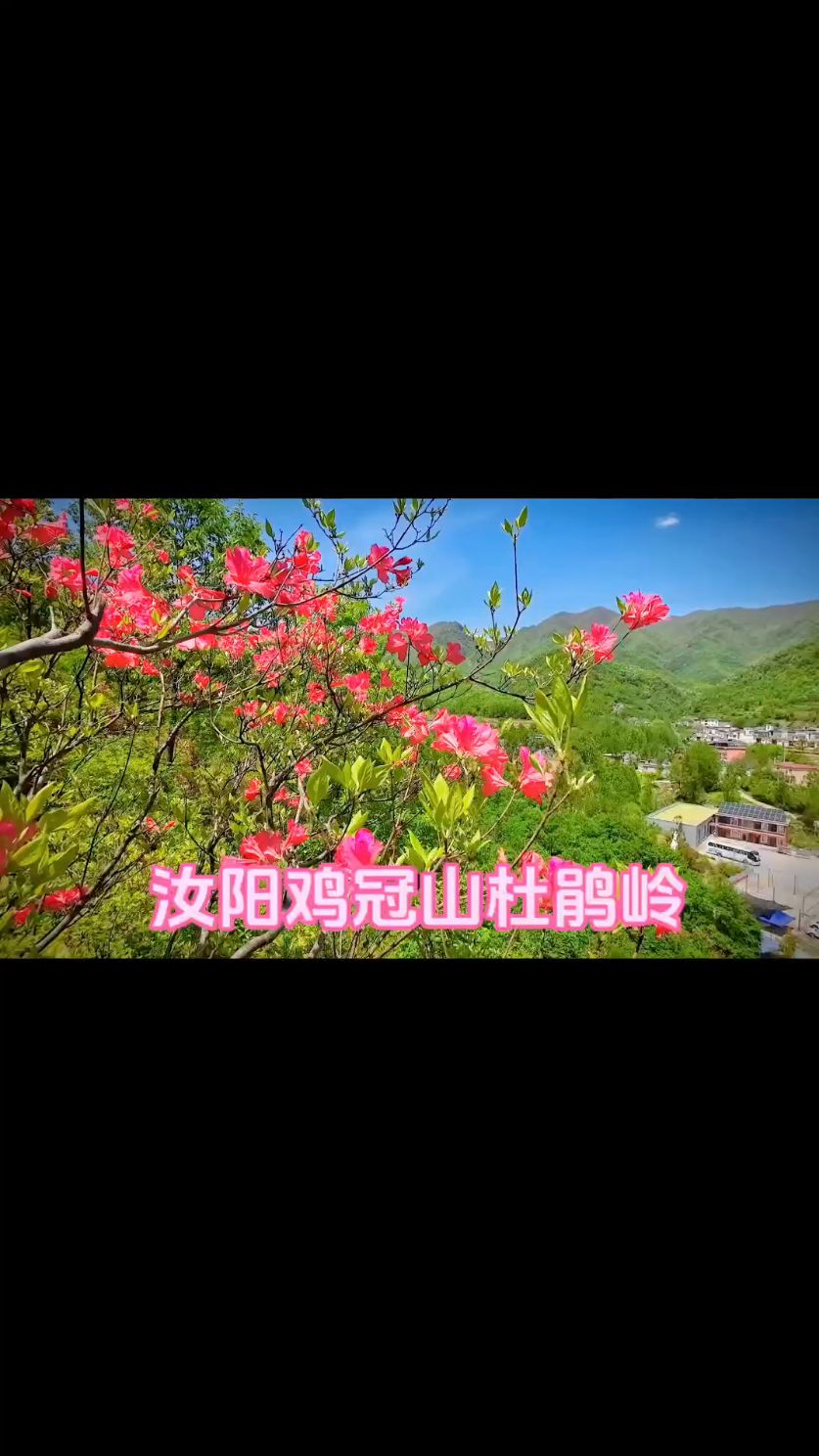 打卡汝阳县鸡冠山杜鹃花岭,野生杜鹃花绽放