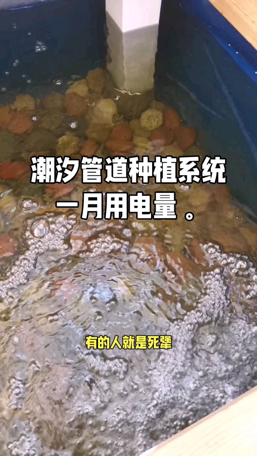 #鱼菜共生 #自己种菜 #庭院生活 潮汐管道系统,一月用电量。