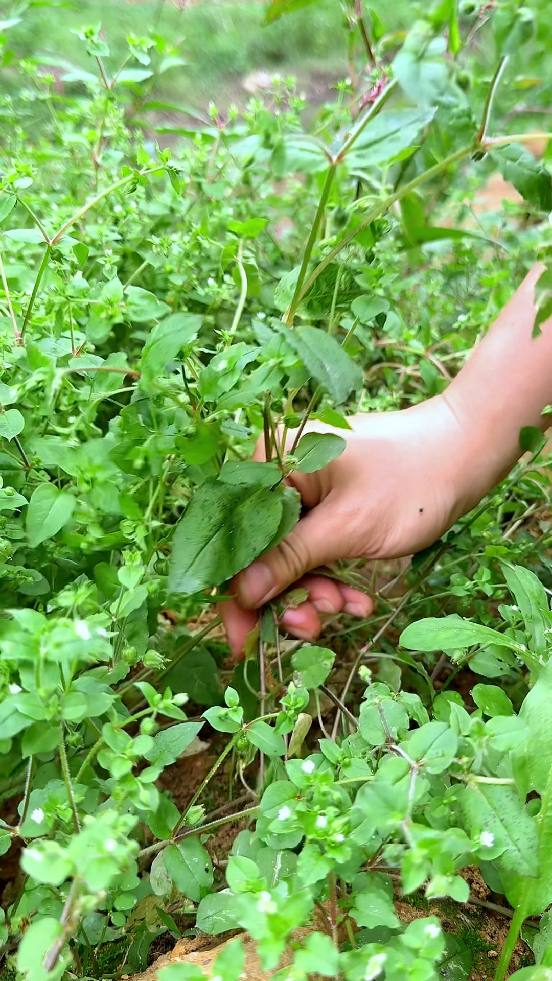 鹅肠菜,也叫石灰菜,村里的老先生很喜欢它