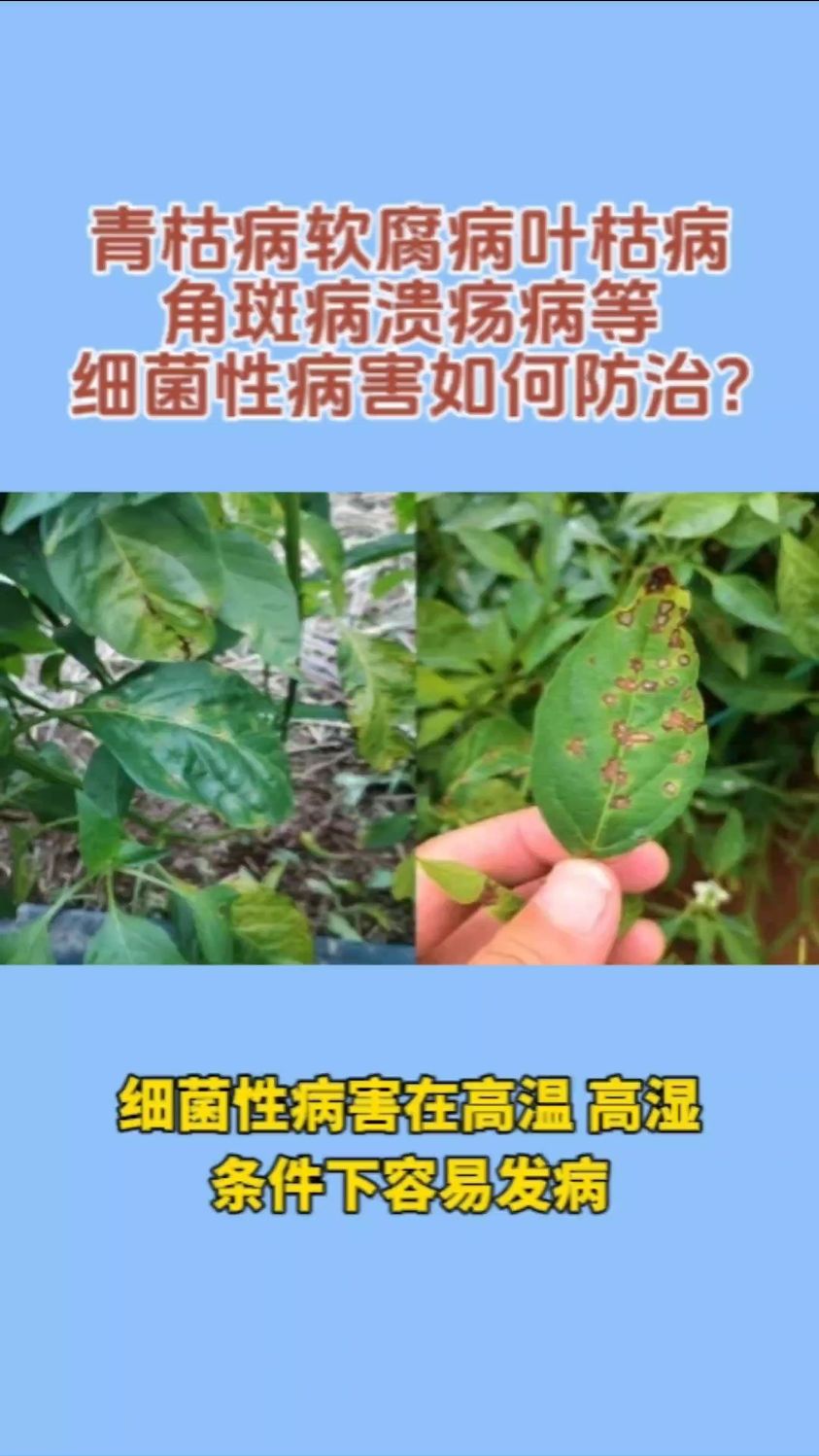 青枯病软腐病叶枯病角斑病溃疡病等细菌性病害如何防治?