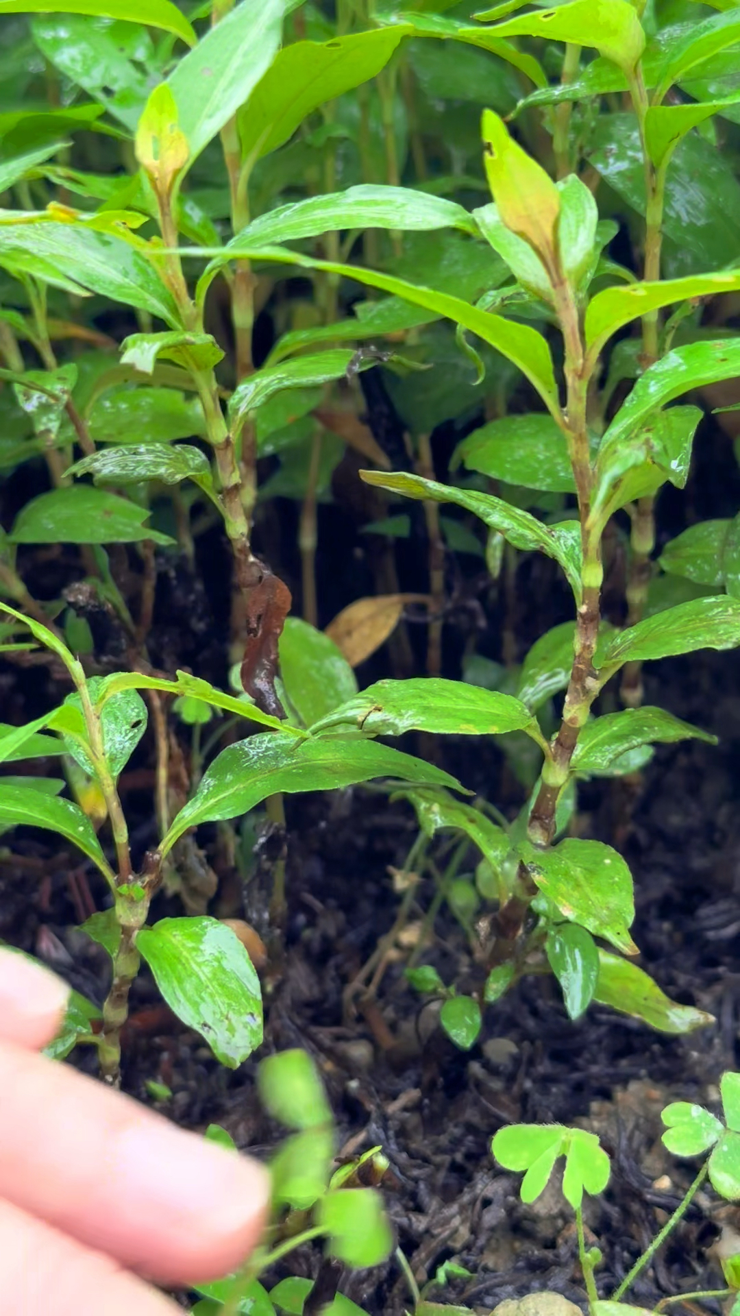 香蓼草也叫鱼生草