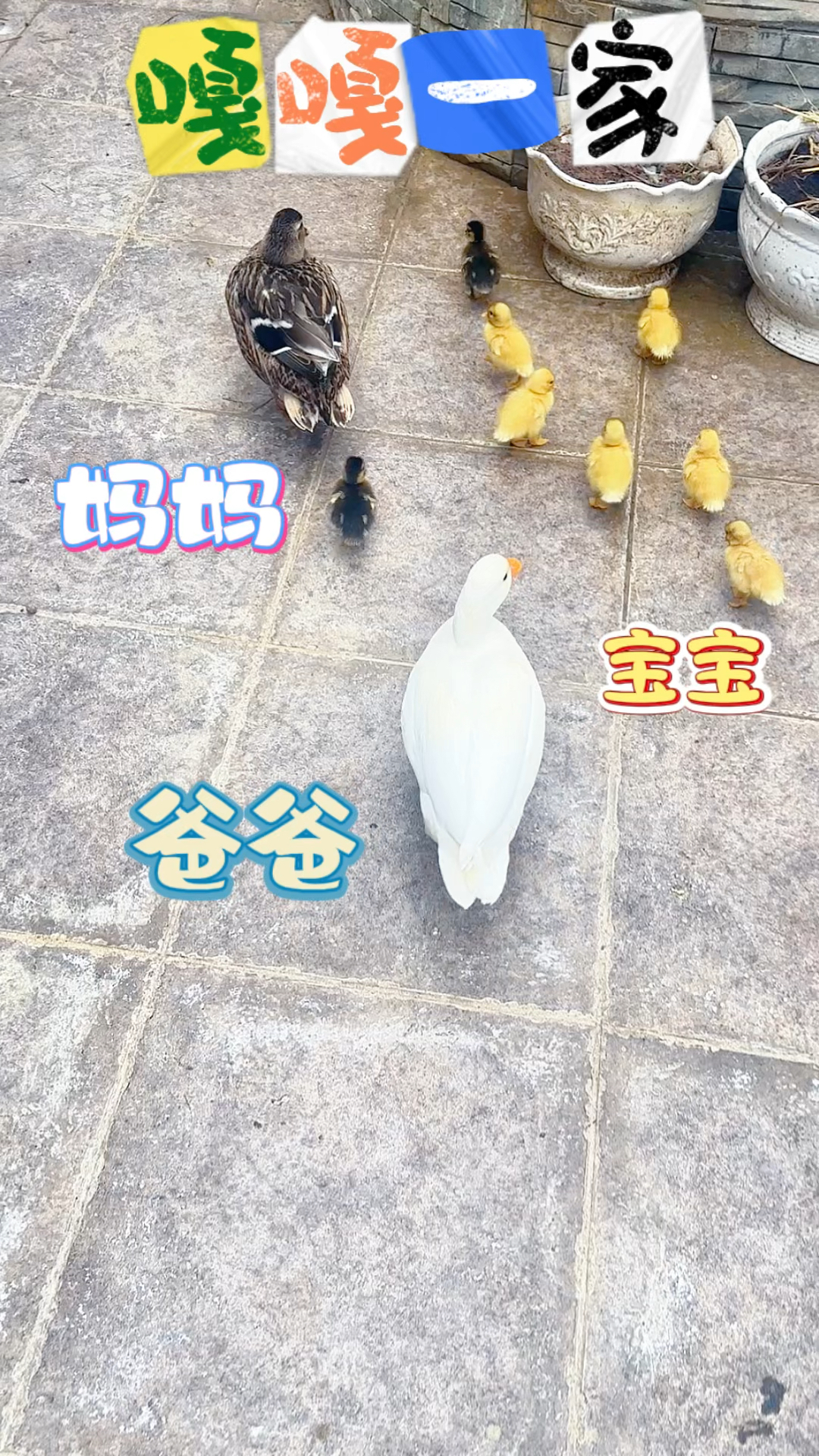 瞧这一家子!柯尔鸭爸爸妈妈带着小宝们。