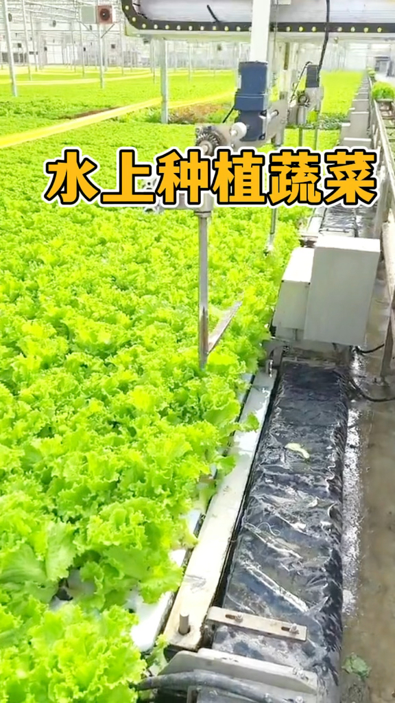 水上种植蔬菜,真是太方便了