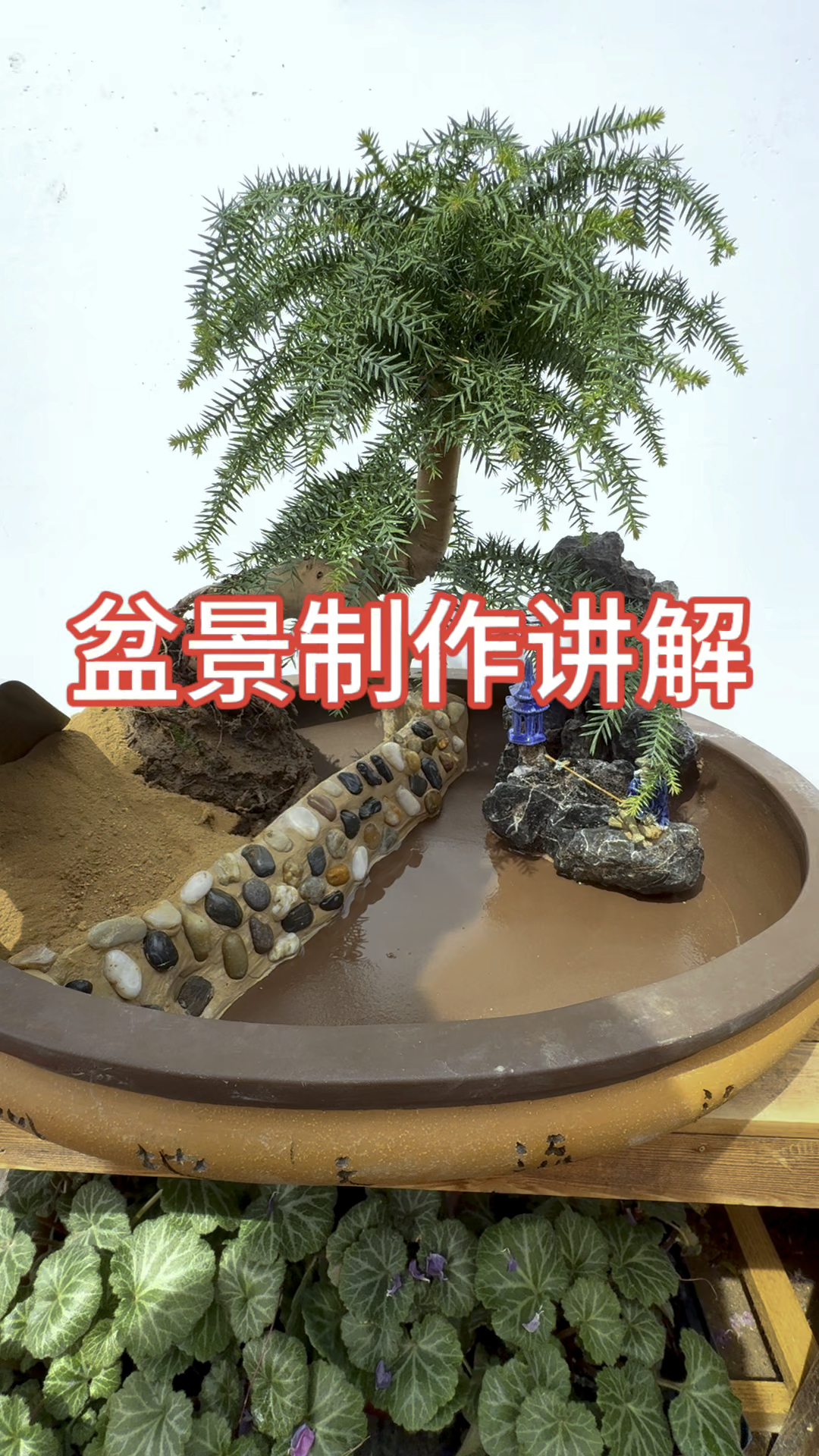 盆景制作详细讲解