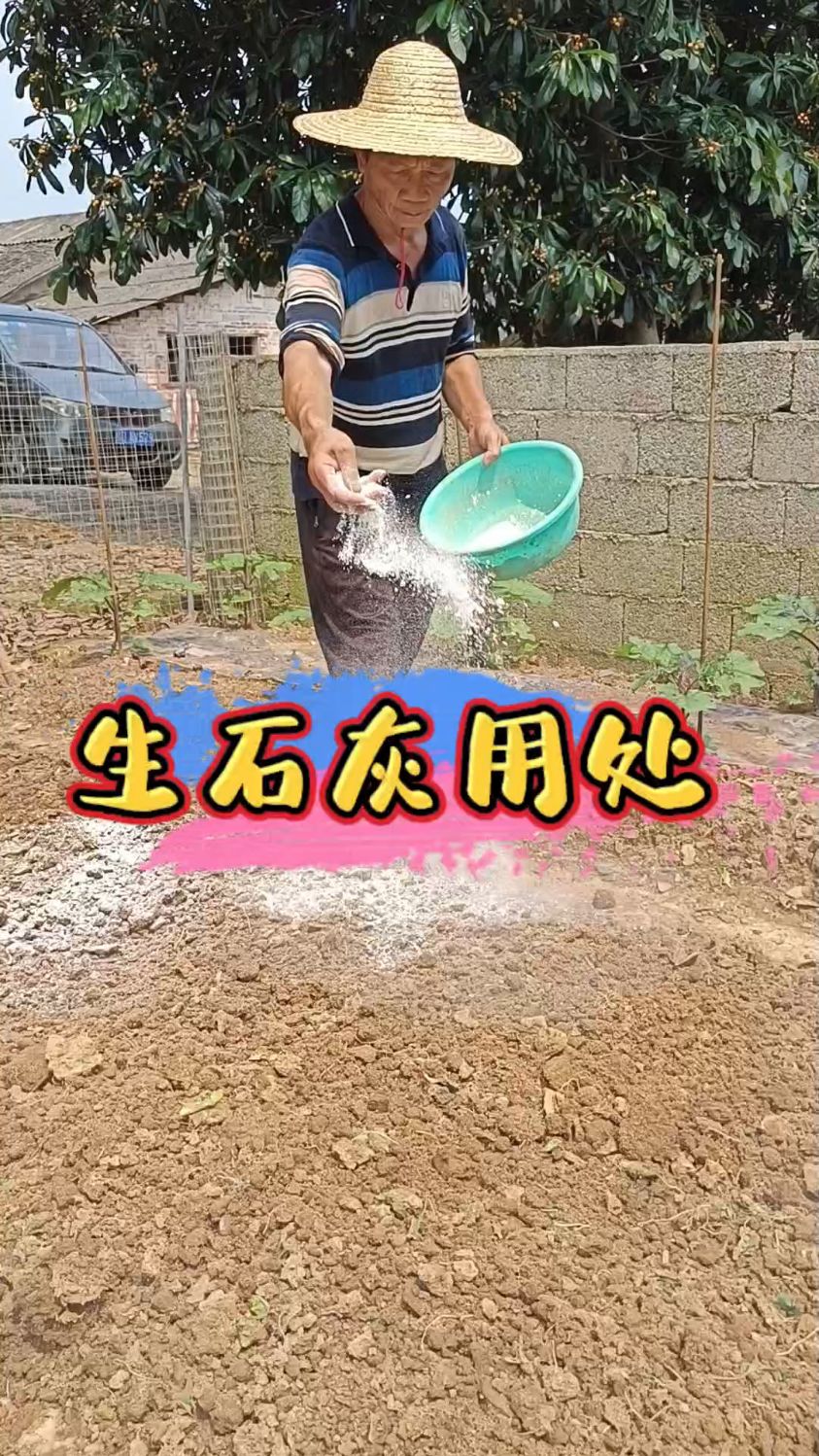 种过蔬的菜地撒一把生石灰,可以消灭各种虫卵和细菌#农业种植