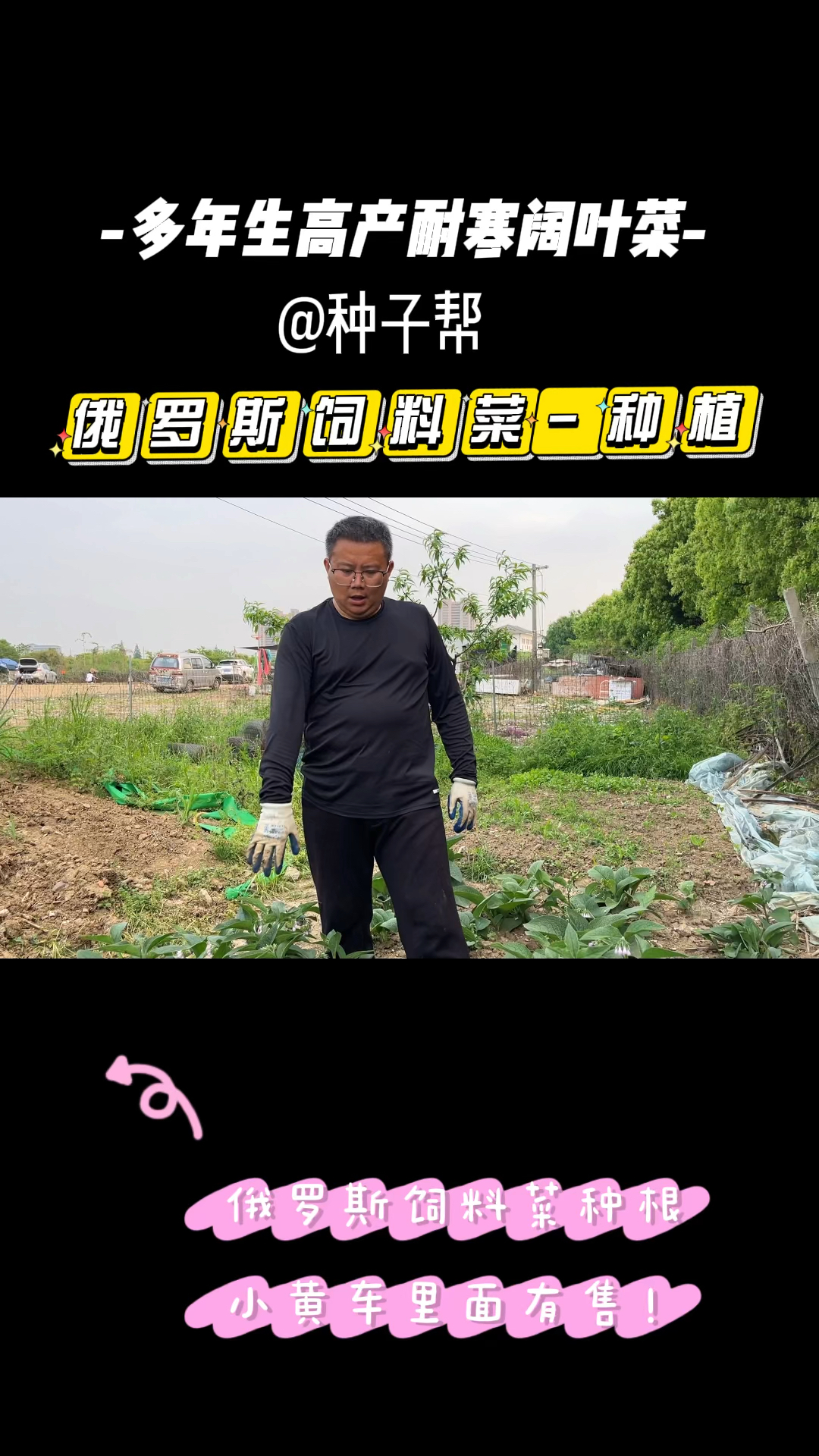 高产牧草,俄罗斯饲料菜开花不结籽,那它是怎么进行种植的呢?