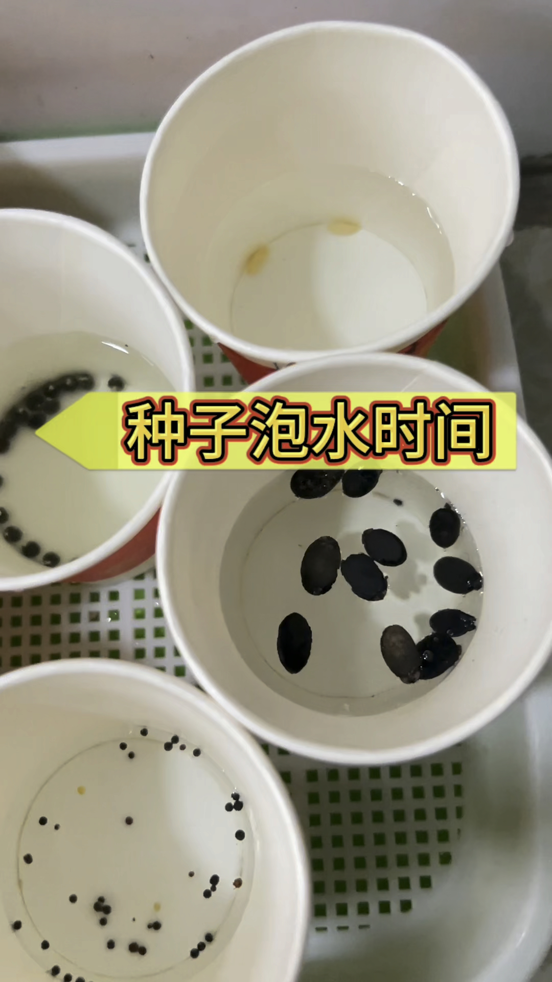 各种蔬菜种子泡种时间