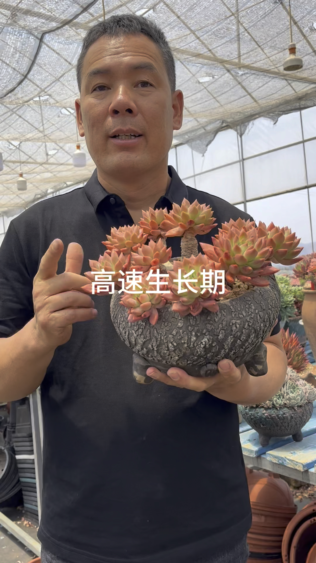 多肉植物高速生长期