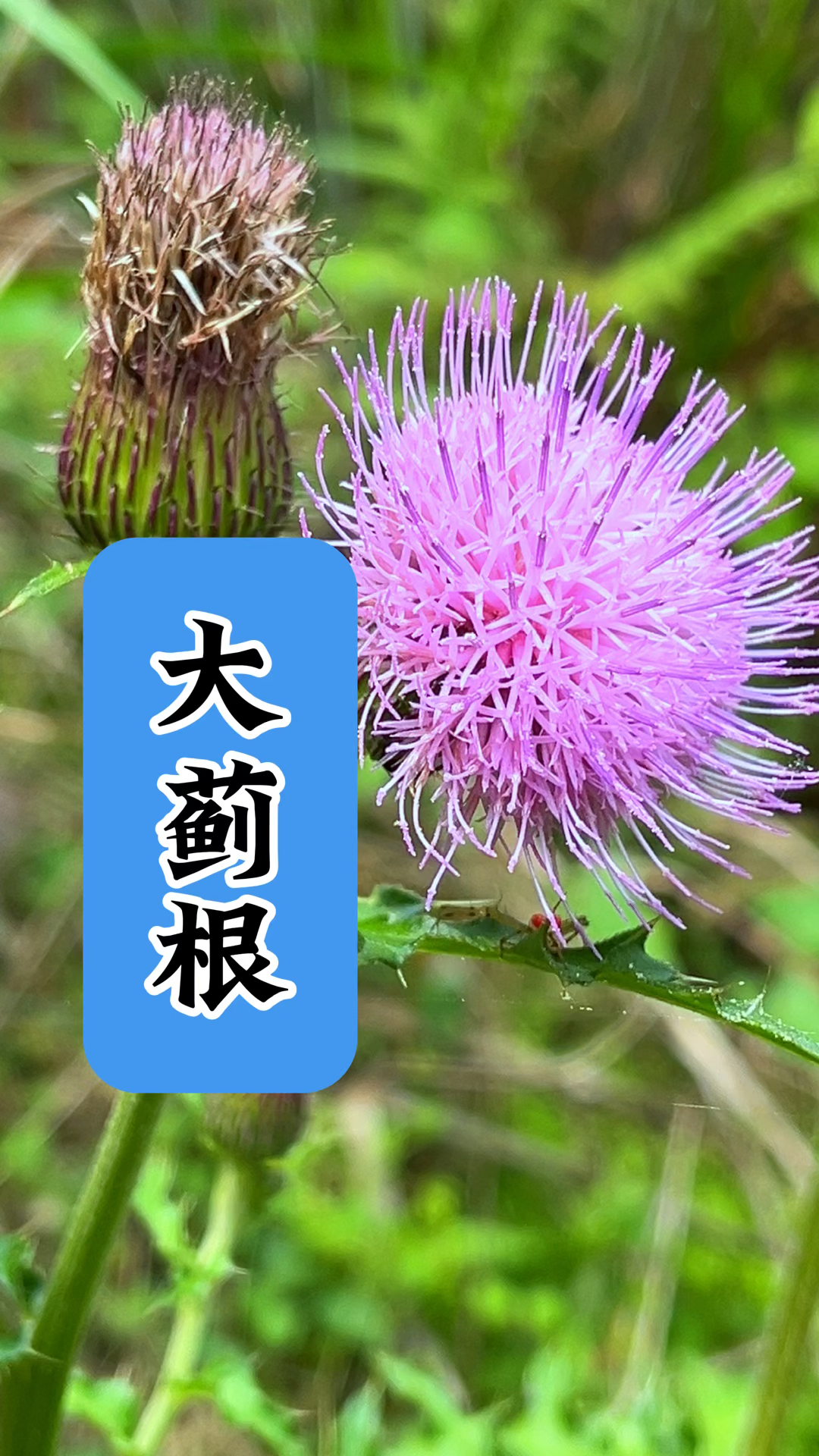 这个开紫色花的植物叫大蓟,因为价值很高,被采挖严重.