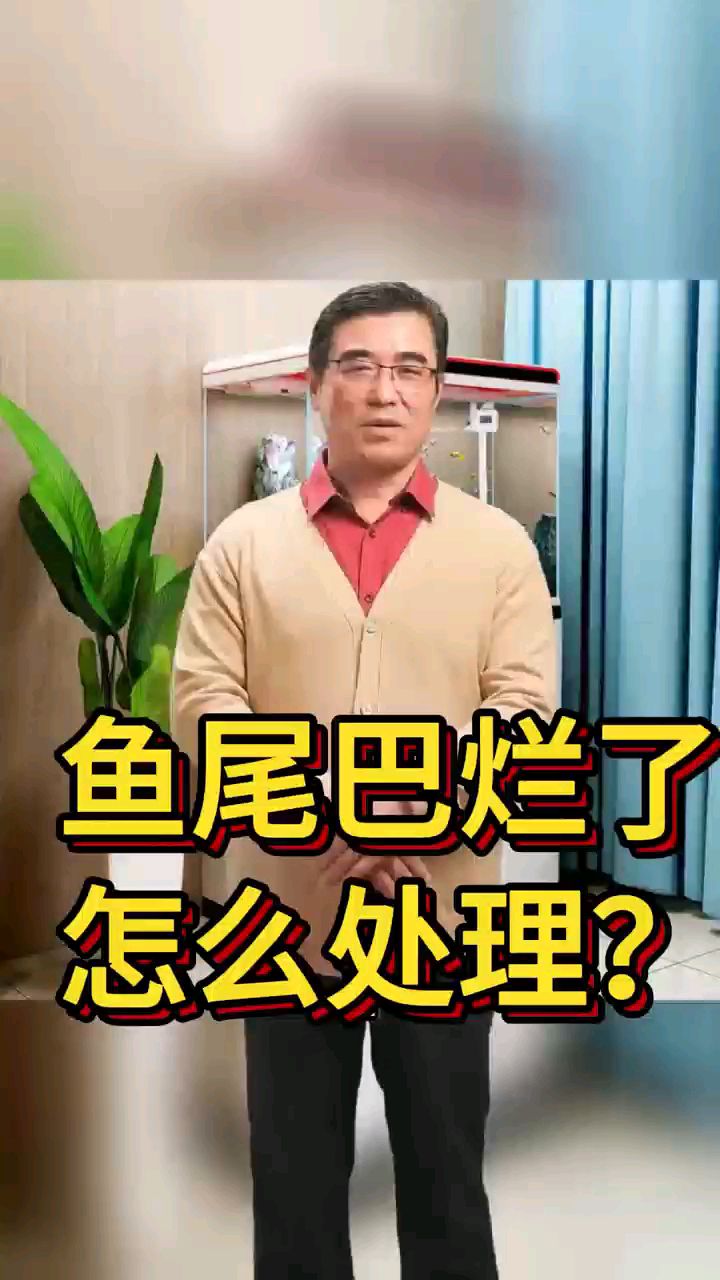鱼尾巴烂了怎么处理?