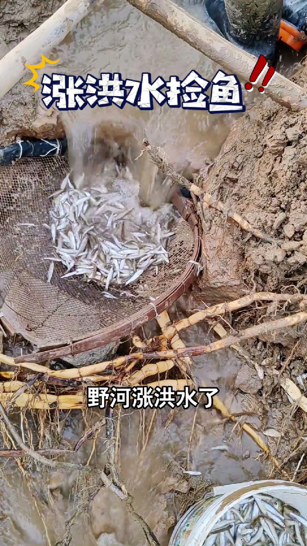 把家里的簸箕拿了出来捡鱼,没想到鱼情这么好#我的钓鱼日记