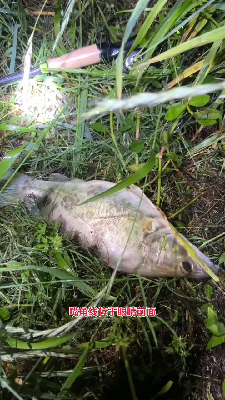 很多路亚钓友都分不清大眼鳜与翘嘴鳜
