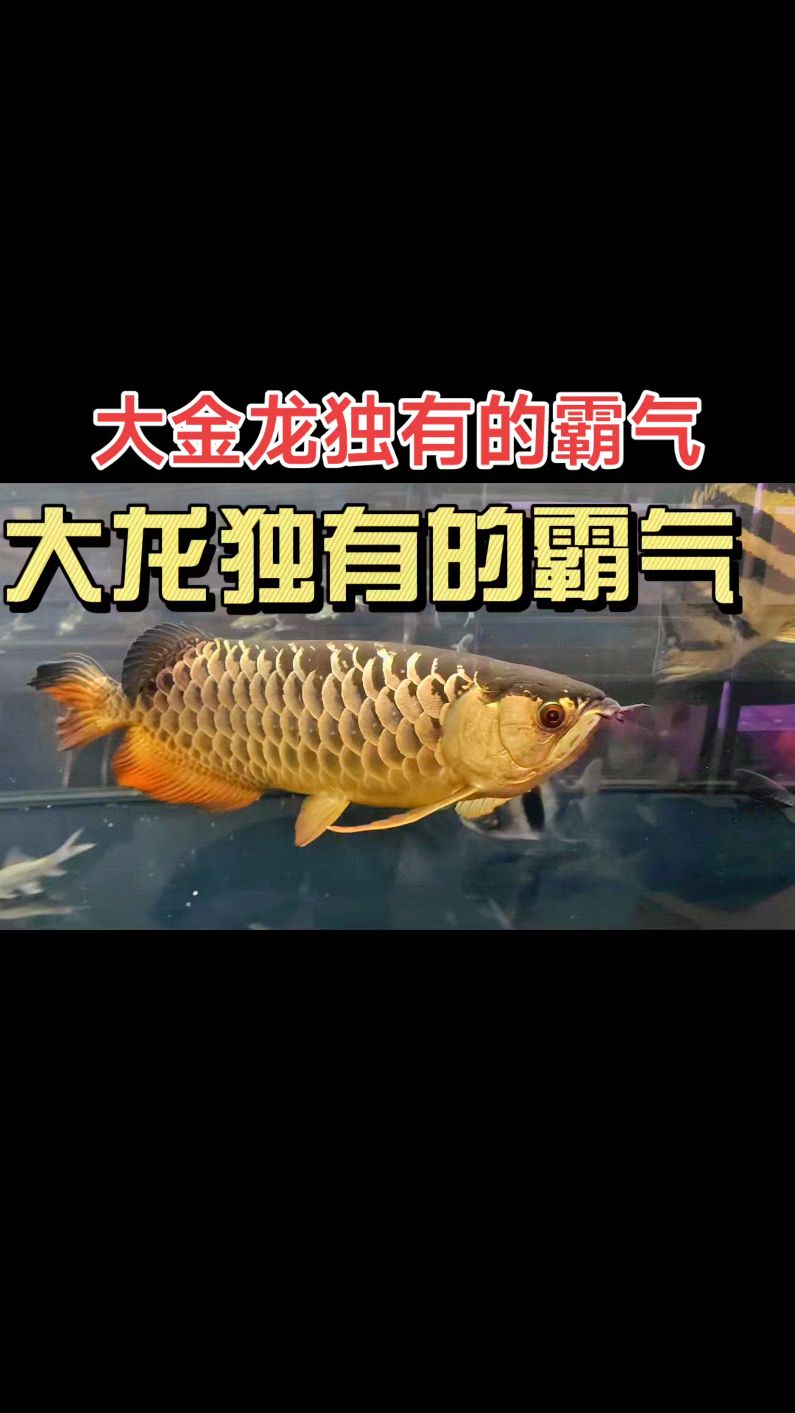 金龙鱼的霸气不仅是血统的纯正,也是时间跟饲养人的耐心沉淀