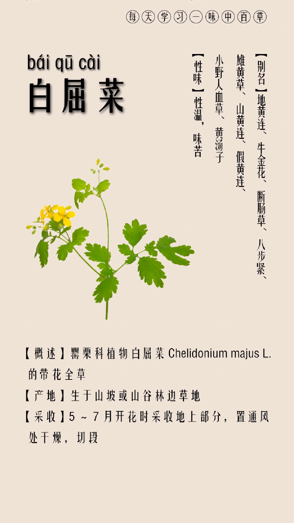 每天认识一味中草药·白屈菜
