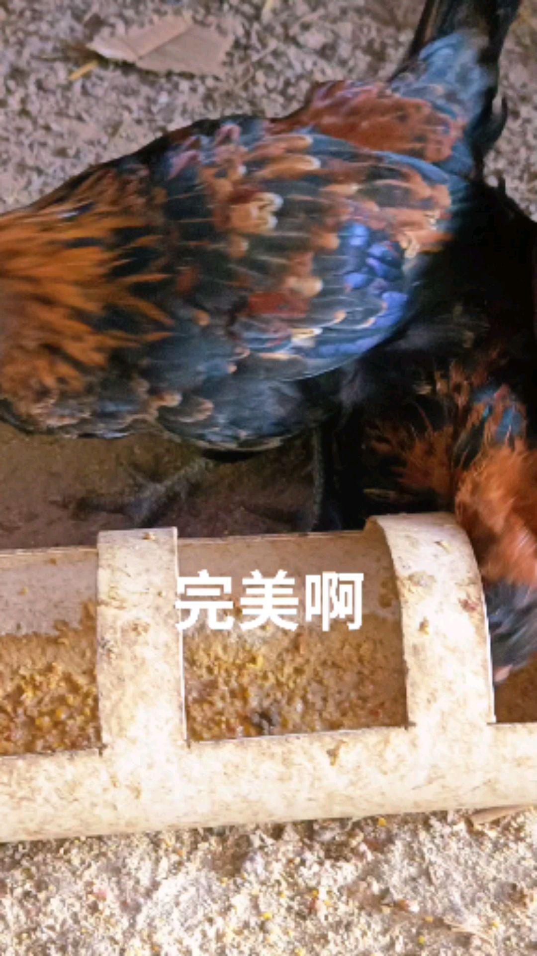 海东鸡第一窝已经长大,红花系列