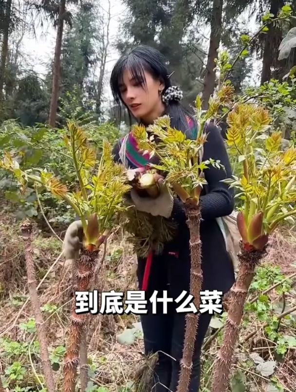 到底是什么菜,比韭菜好种,比猪肉好吃