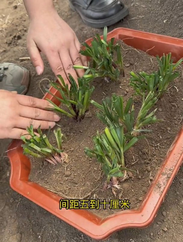 韭菜栽培,选种和移栽,这两步一定要科学!