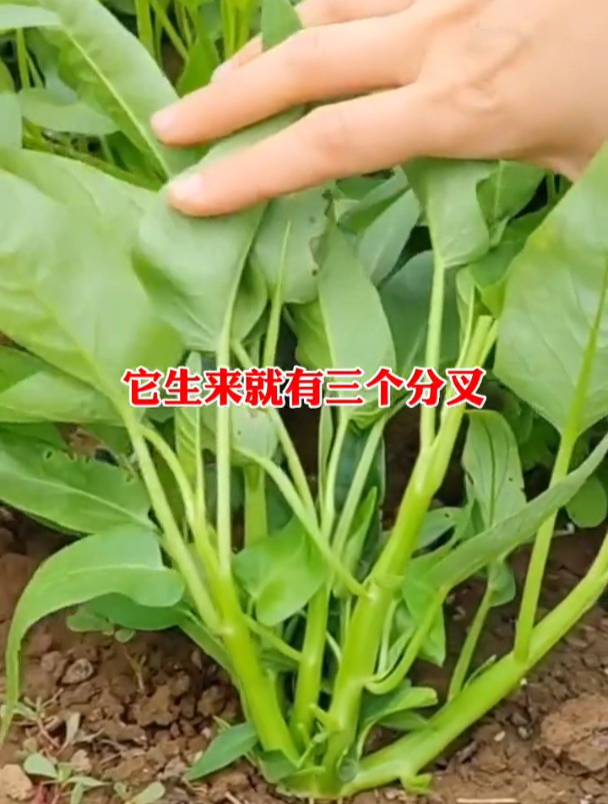 一个新品种空心菜,生来分三个叉生长,越割长势越旺盛!