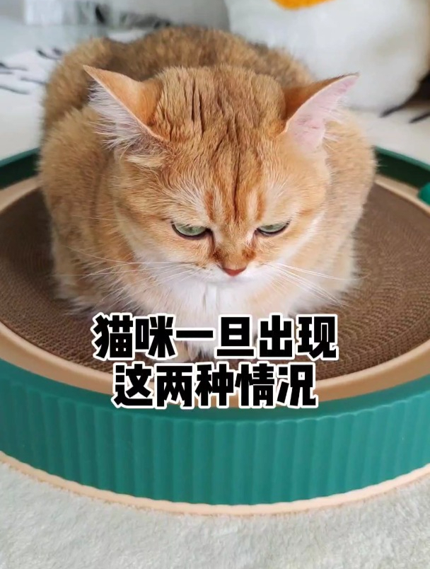 如果你家猫频繁出现干呕母鸡蹲!养猫人就一定要重视起来了!