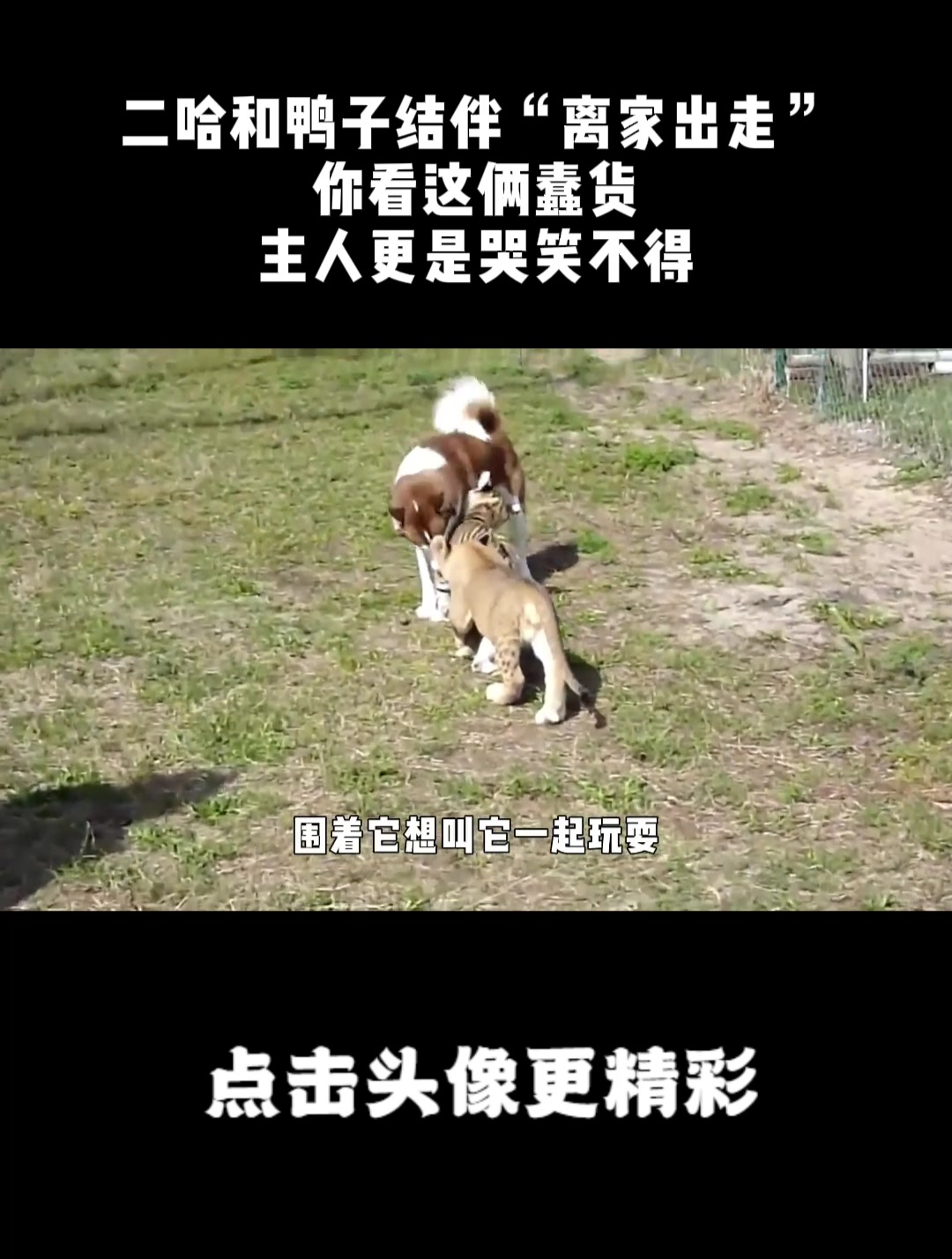 二哈和鸭子结伴“离家出走”,你看这俩蠢货,主人更是哭笑不得!