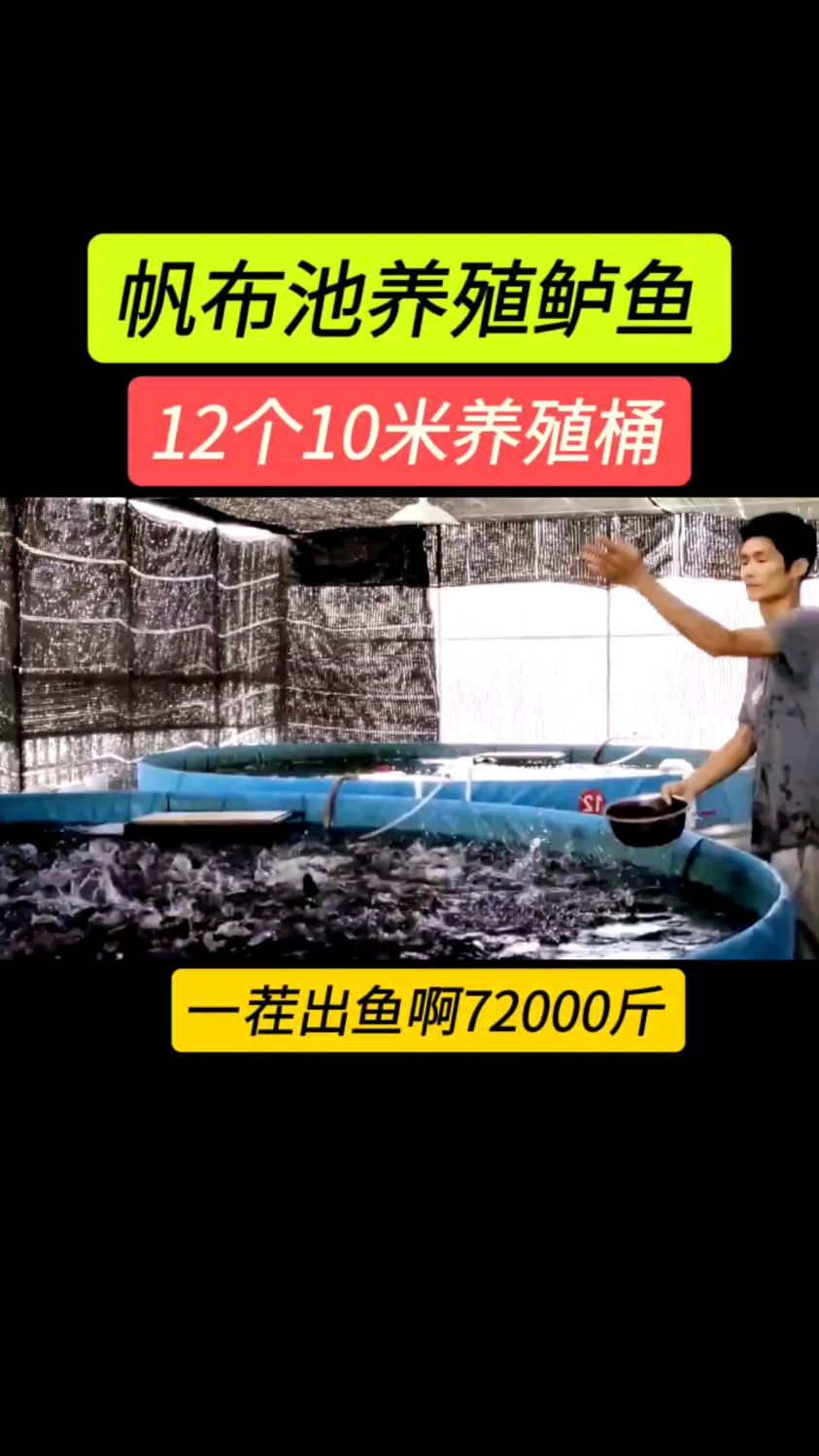 高密度帆布池养殖鲈鱼 一个客户小伙回农村养鱼 12个桶出鱼72000斤