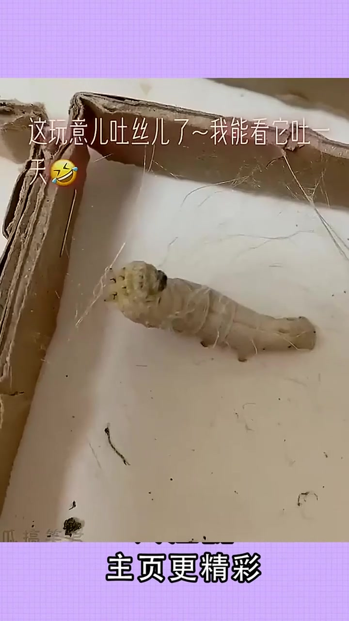 养蚕人第一次见到蚕吐丝,原来是这样的,估计蚕宝能吐一天!