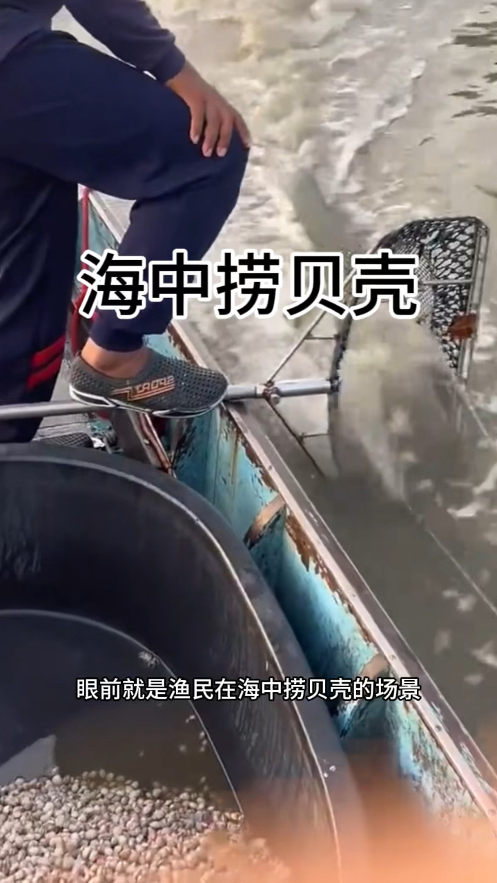 海中捞贝壳,长见识了