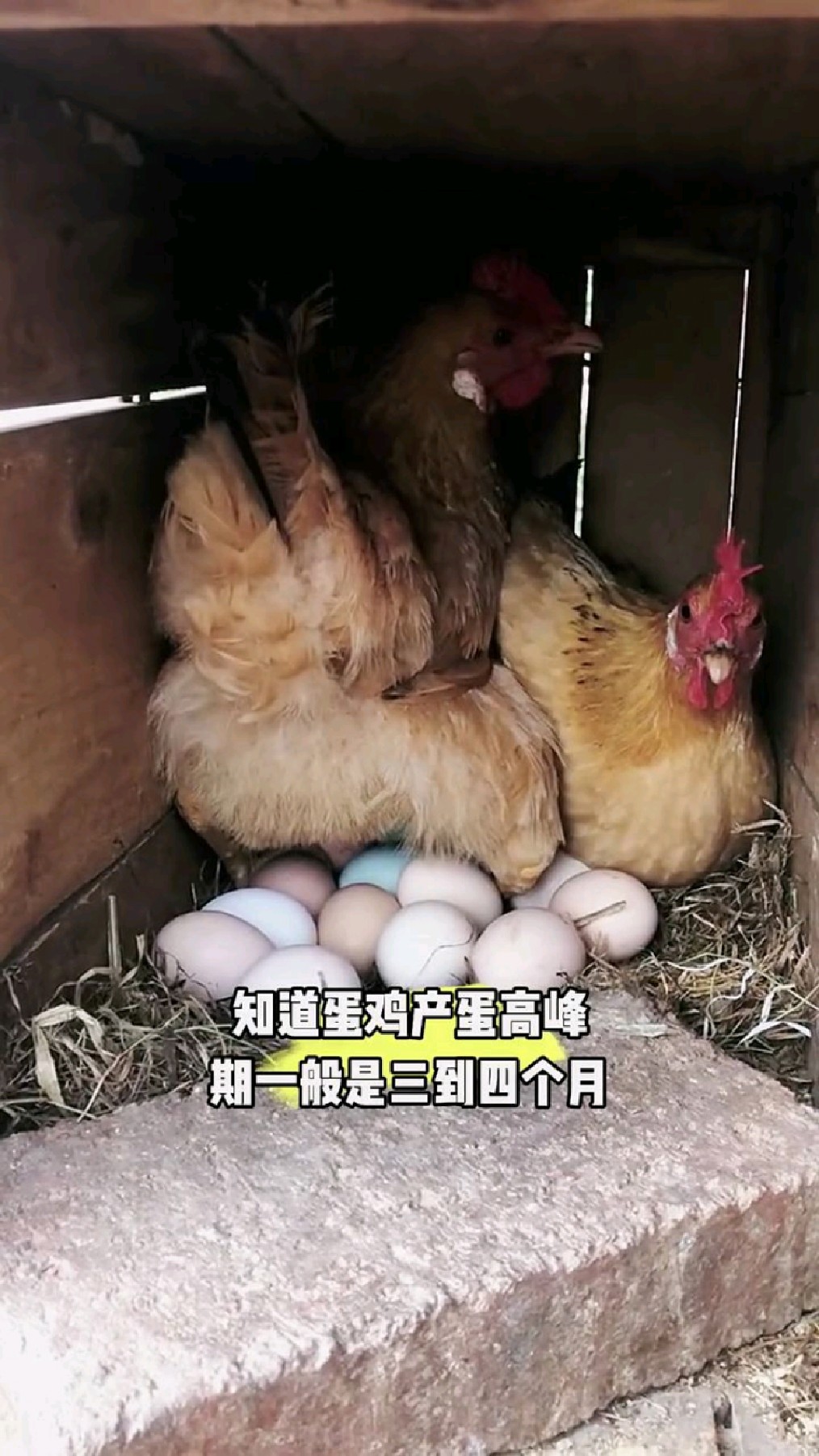 如何提高延长母鸡产蛋高峰期
