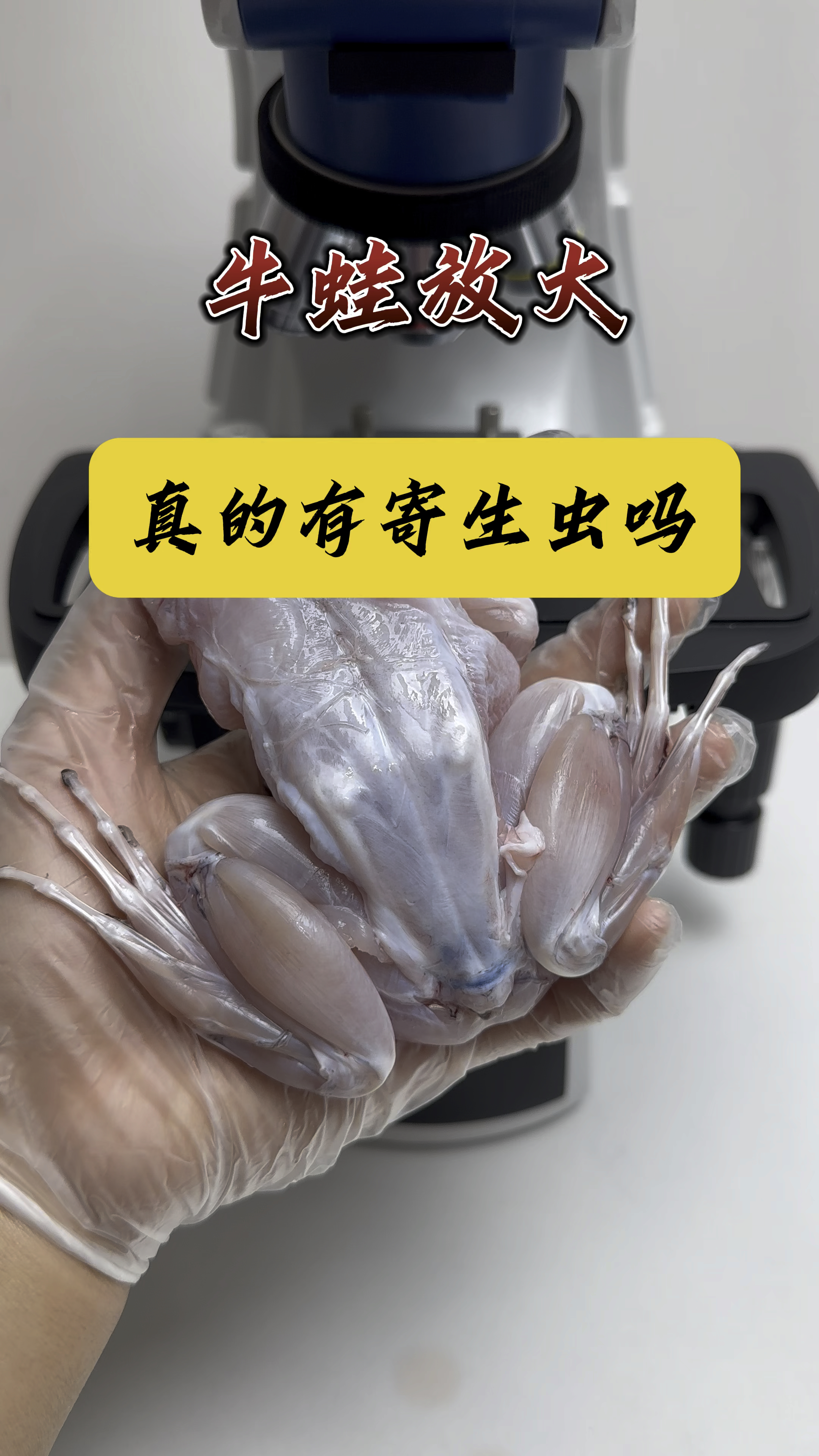 牛蛙里面真的有寄生虫吗?