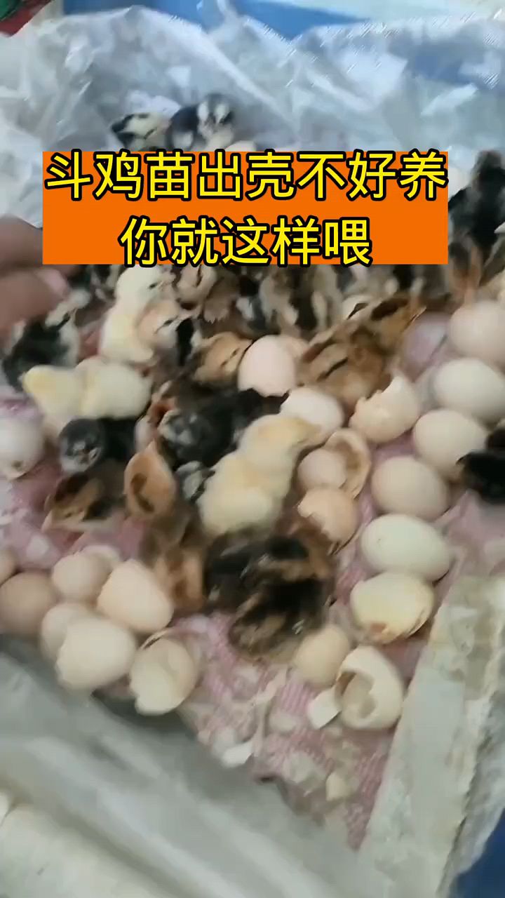 斗鸡苗出壳不好养,你就这样喂