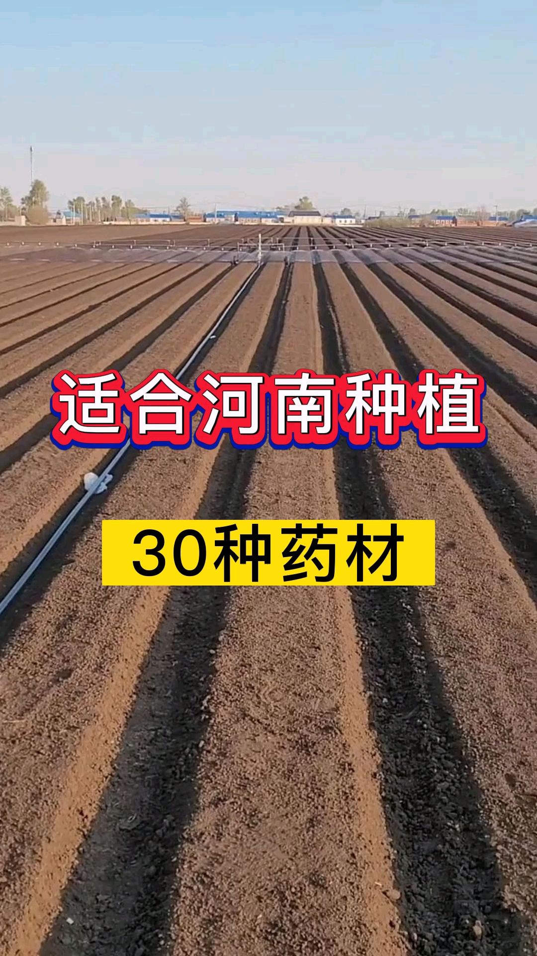 河南适合种植什么中药材?30个适合河南种植的中药材品种