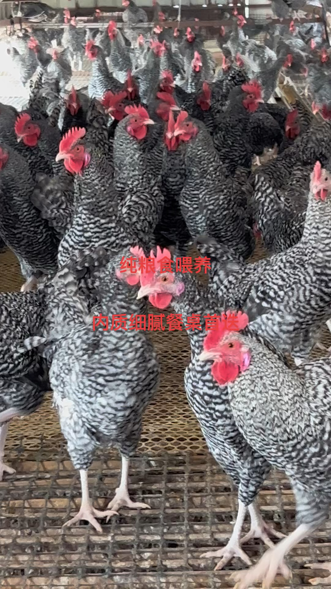 芦花鸡大红公鸡