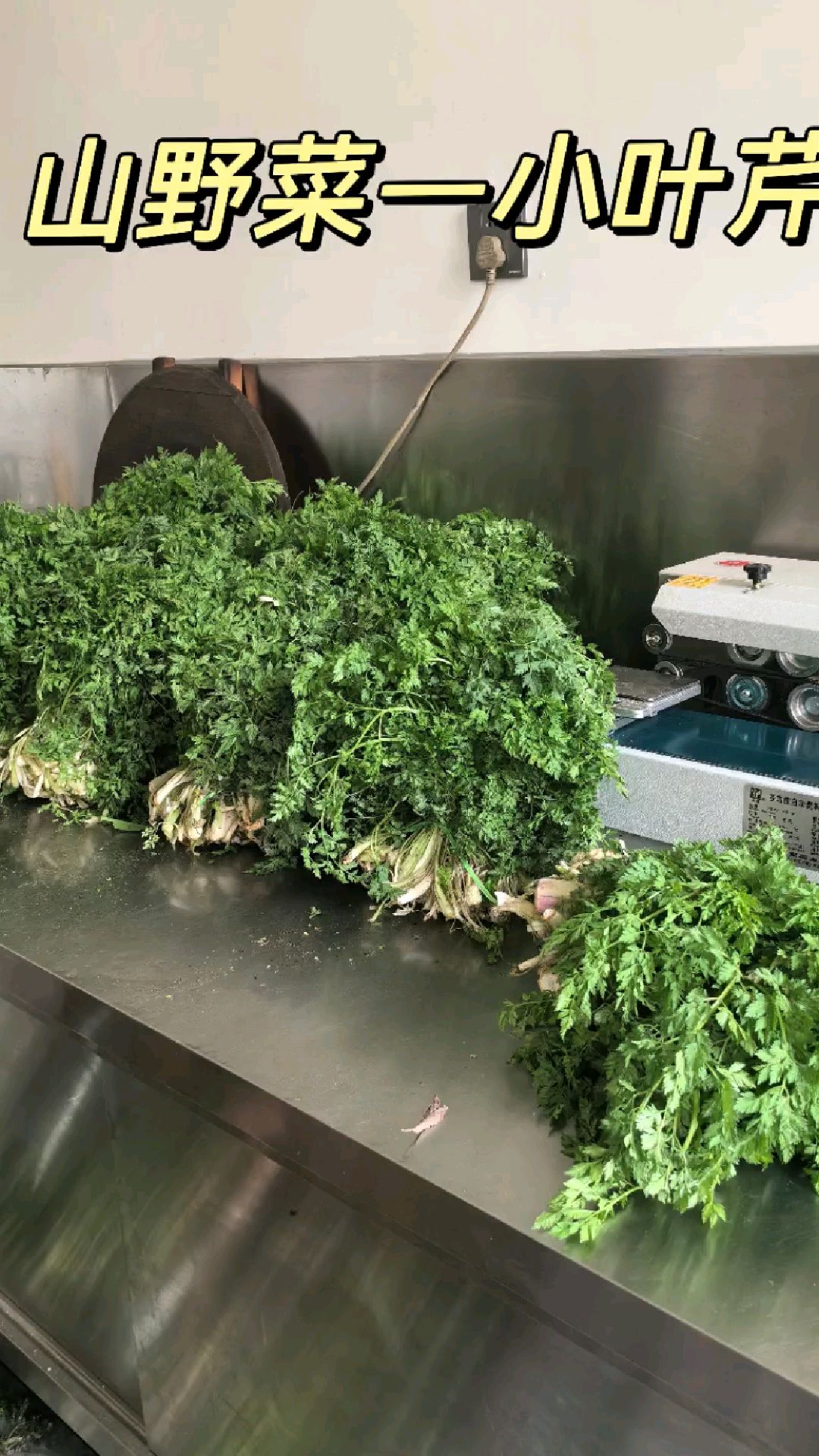 长白山吃野菜的季节到喽!生榨小叶芹!清理我们的肠胃!