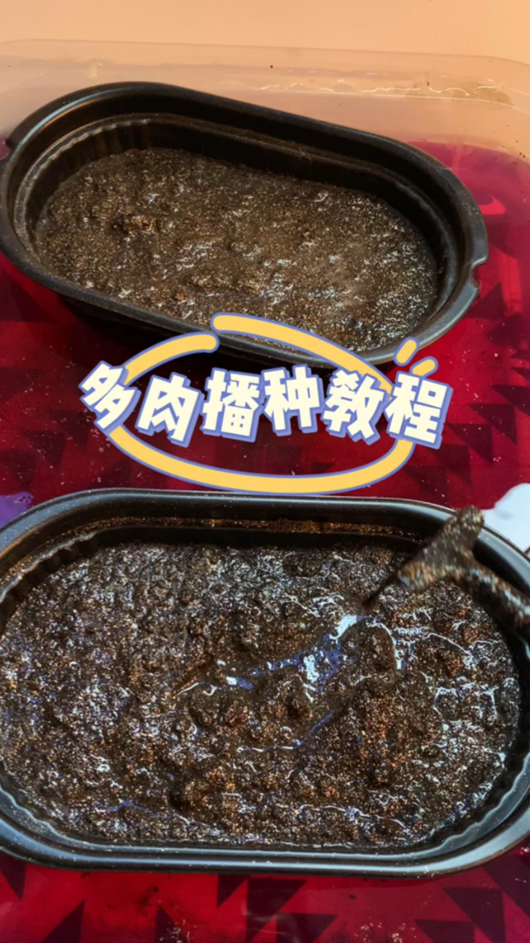 多肉植物播种教程