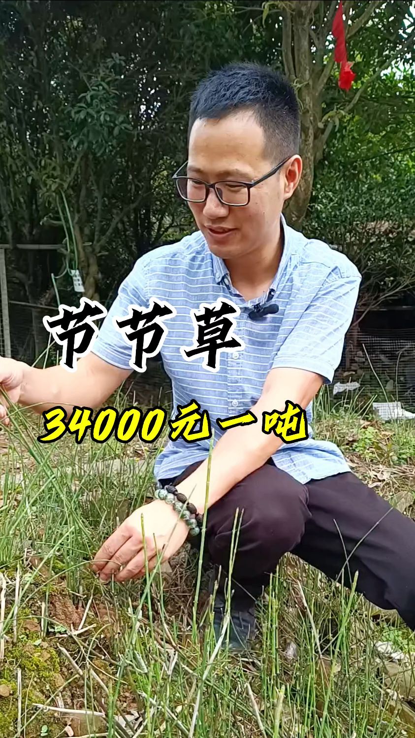 小时候老家经常用来煮水喝的节节草,你见过吗?