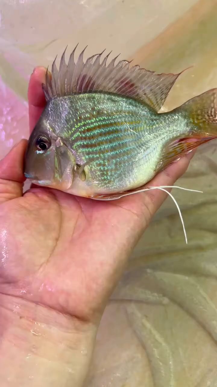 元宝凤凰 拉丝够长 好漂亮