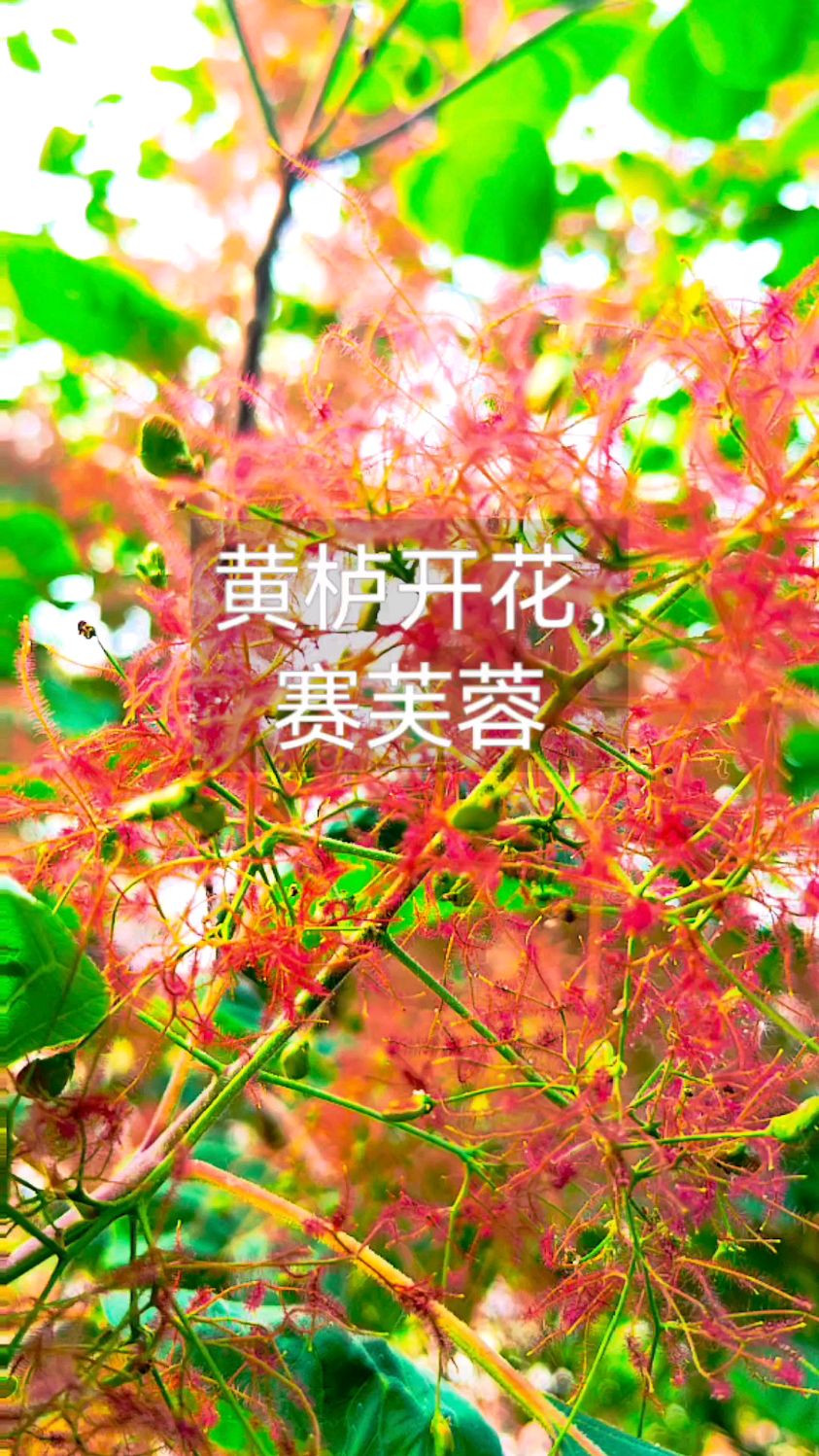 谷雨时节,黄栌花开赛芙蓉