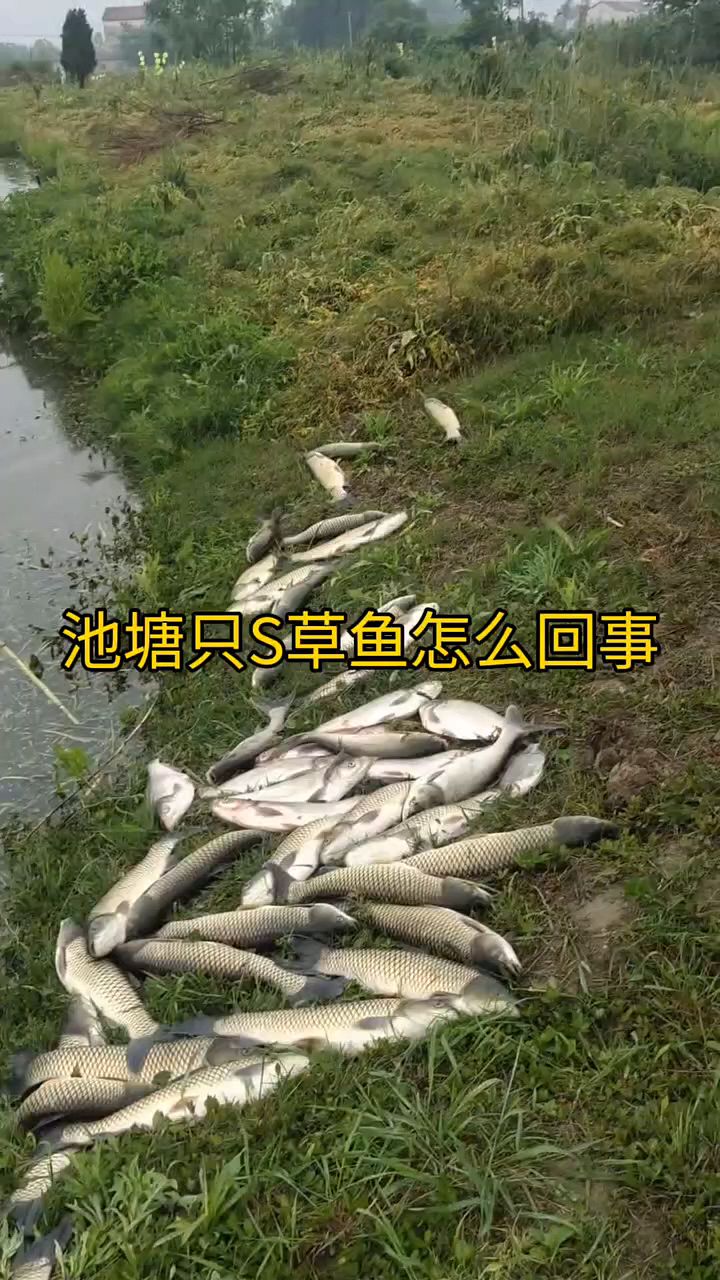 池塘只死草鱼,怎么办