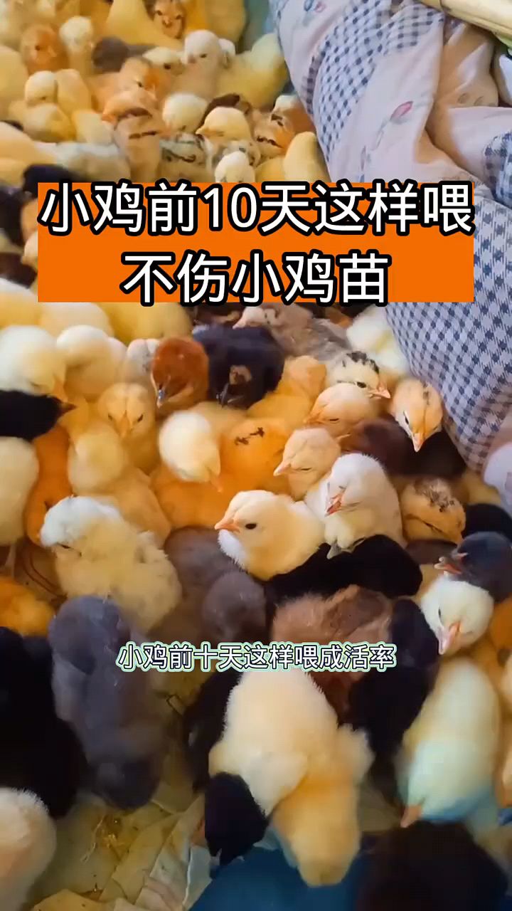 小鸡前10天这样喂,不伤小鸡