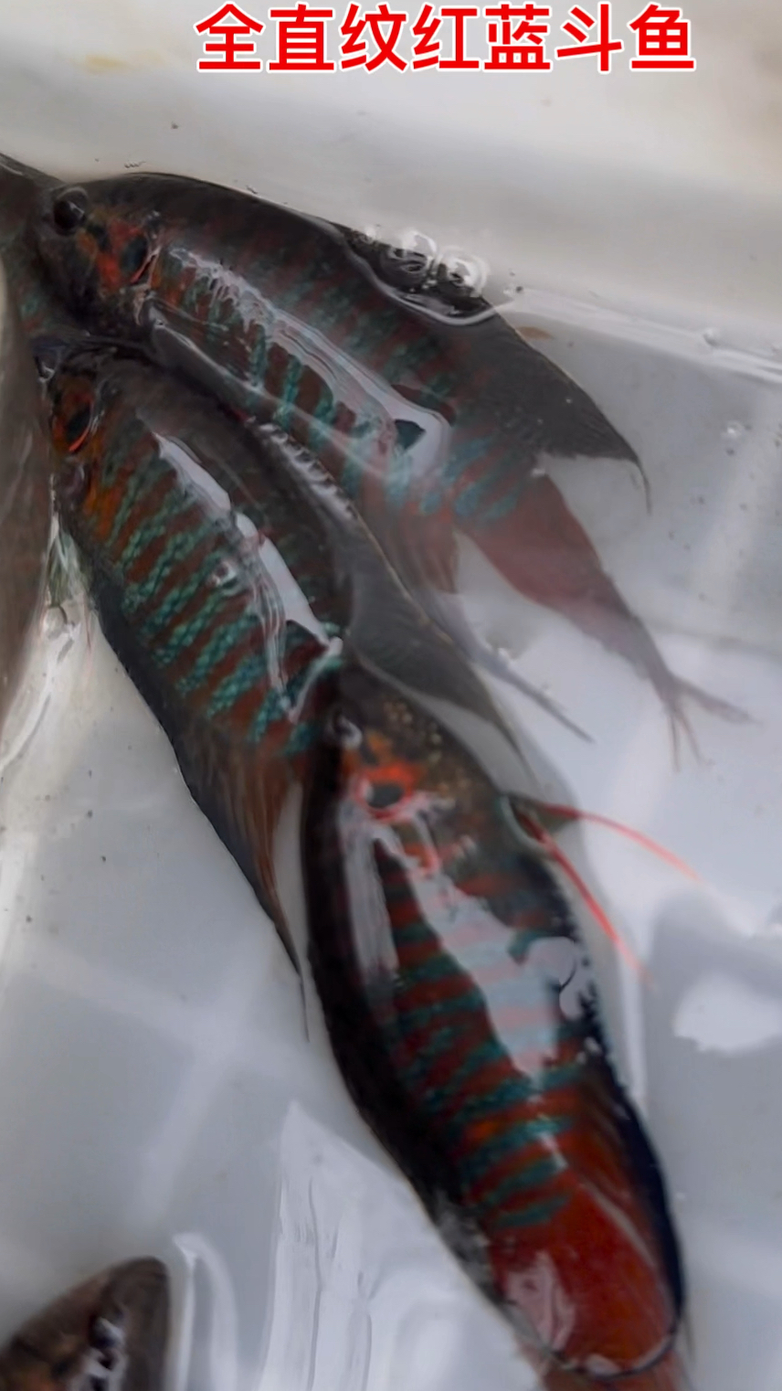 今天这一笼子全是精品公鱼!