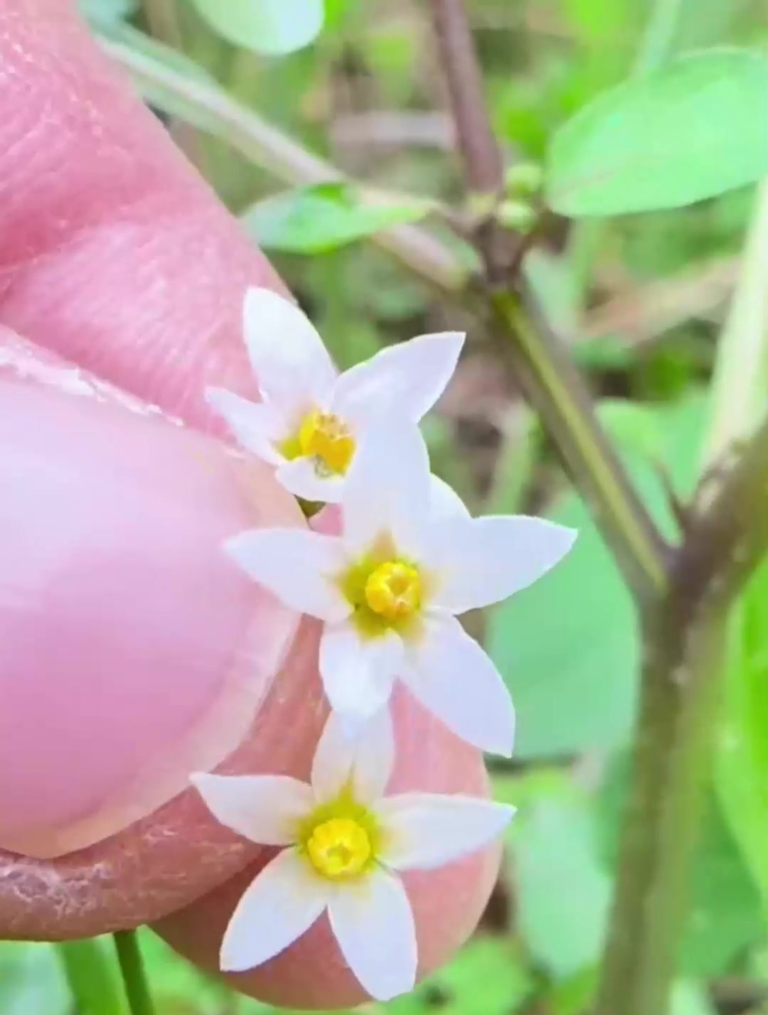 龙葵,我们家乡人叫它白花菜