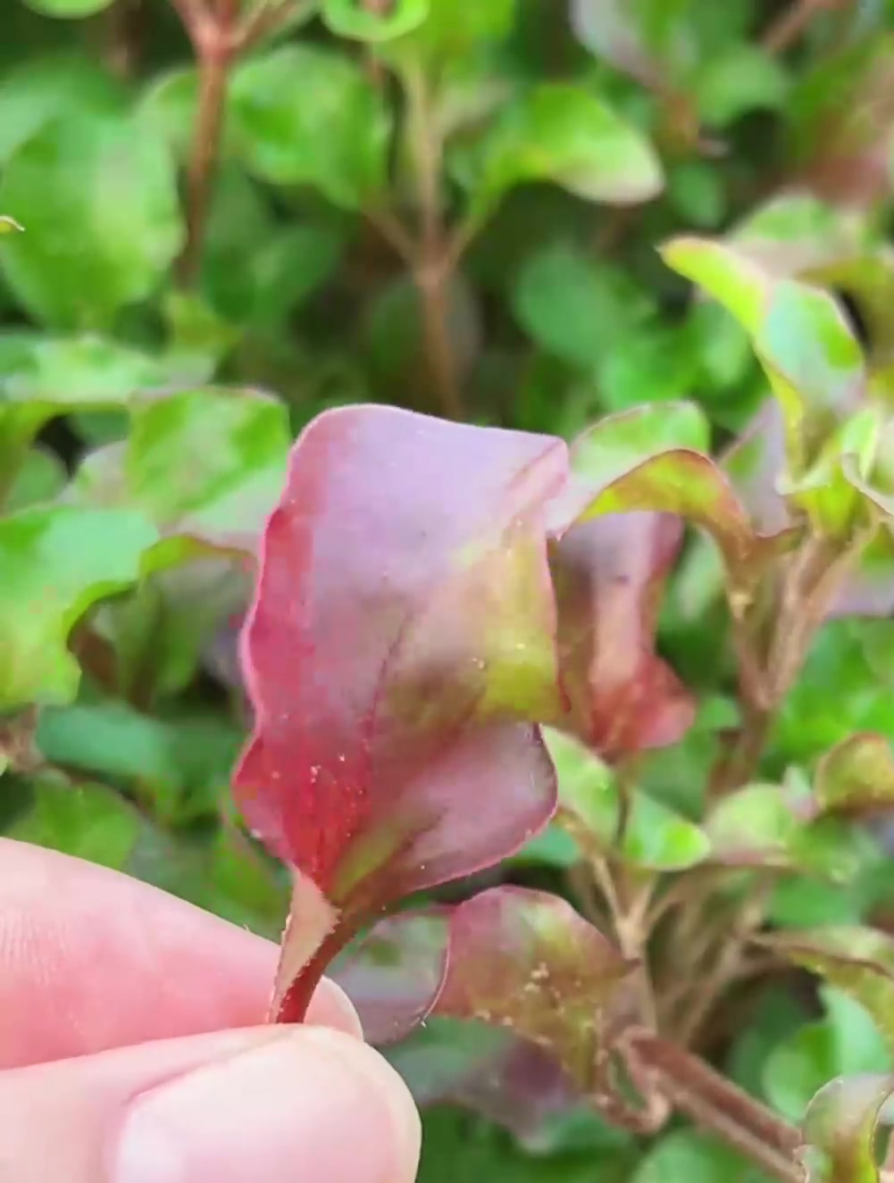 旱地西洋菜,学名锦绣苋