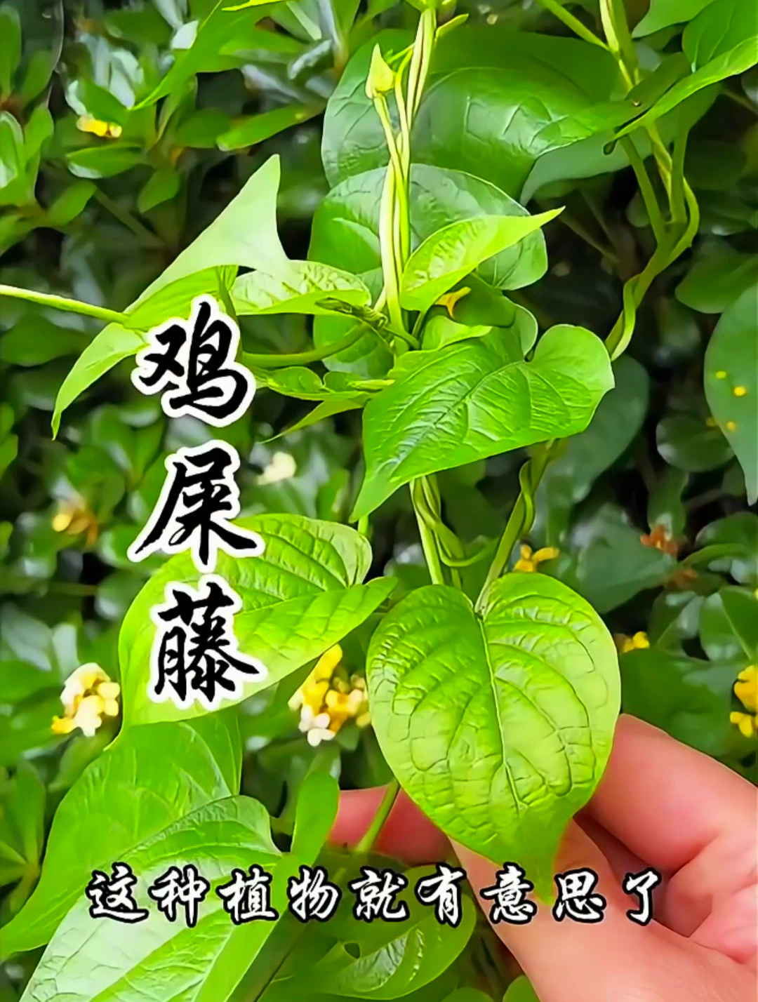 鸡屎藤,虽然它的名字有点不雅,但它的叶子可是非常美味的野菜哦