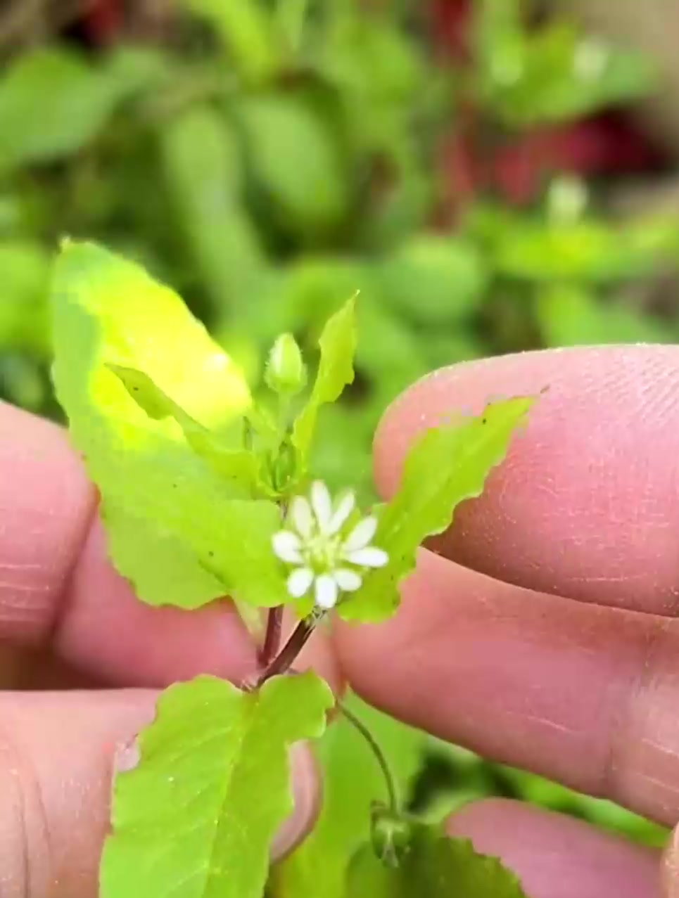 以前喂猪的鹅肠菜,现在成了受欢迎的野菜