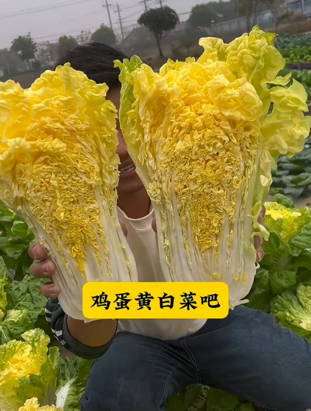 鸡蛋黄大白菜,长得像娃娃菜,市场价值却是娃娃菜的好几倍