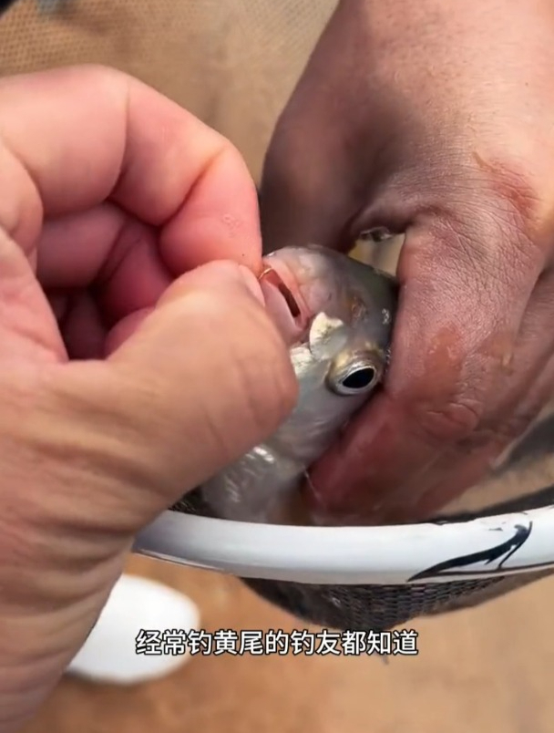 经常钓黄尾鱼的都知道,黄尾吃饵时嘴巴是朝下的!袖钩不要选!