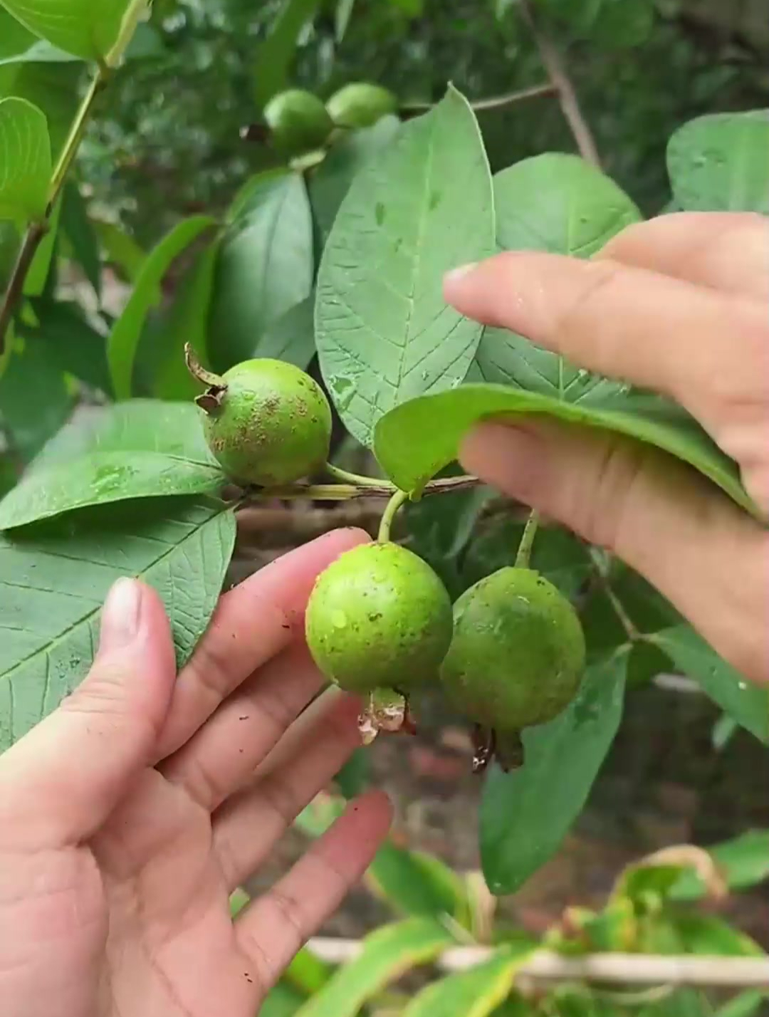 芭乐,一种可以拿来泡茶的水果