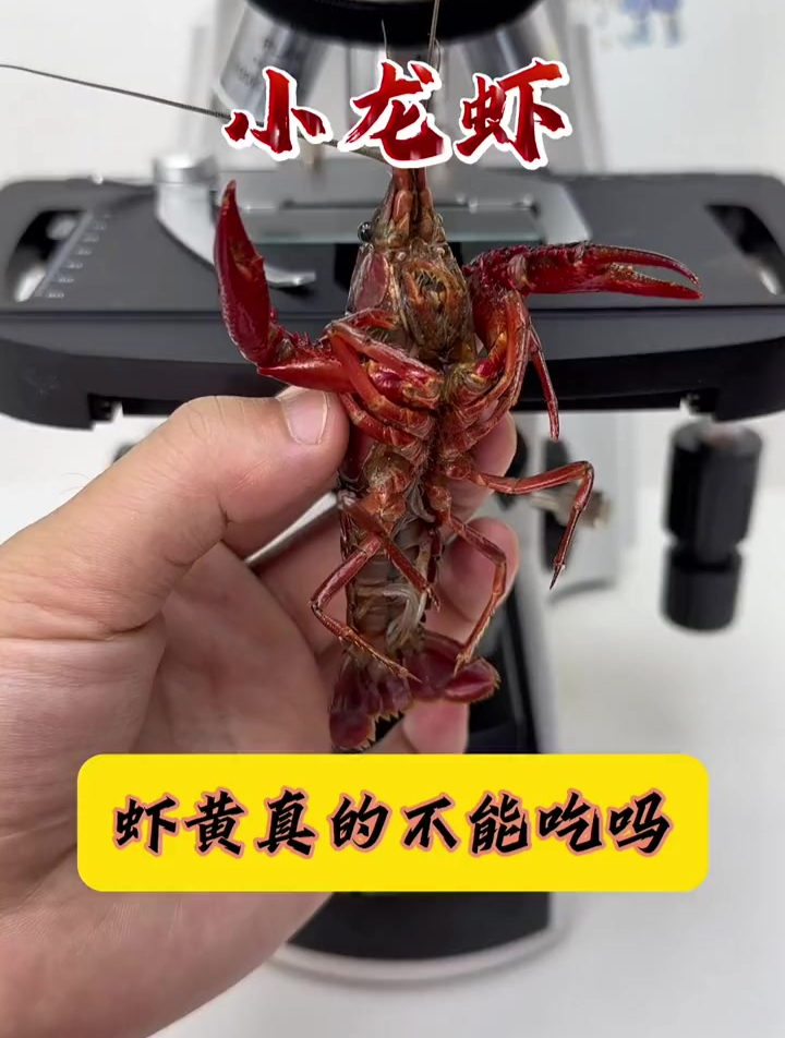 小龙虾头部黄色物质看完你还要吃吗