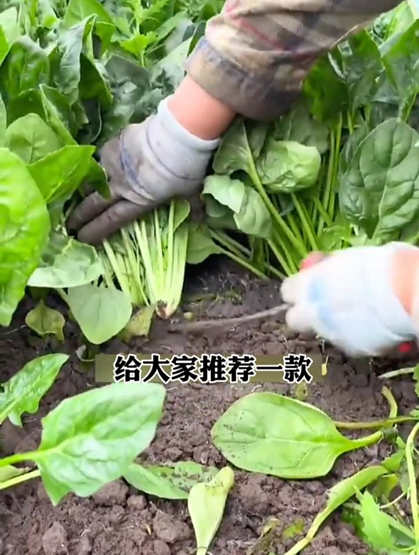 耐热菠菜品种,越热口感越好,种上一点吃不完!